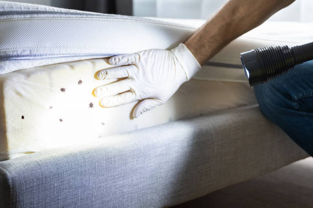 Best Pest Control Near Me in Edina, MO