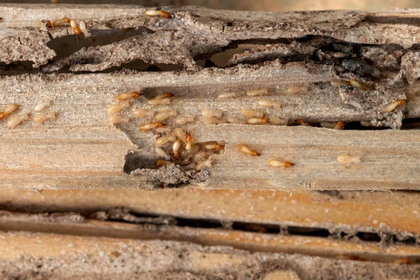 Best Pest Prevention Services  in Edina, MO