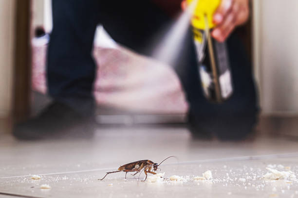 Best Pest Removal Services  in Edina, MO